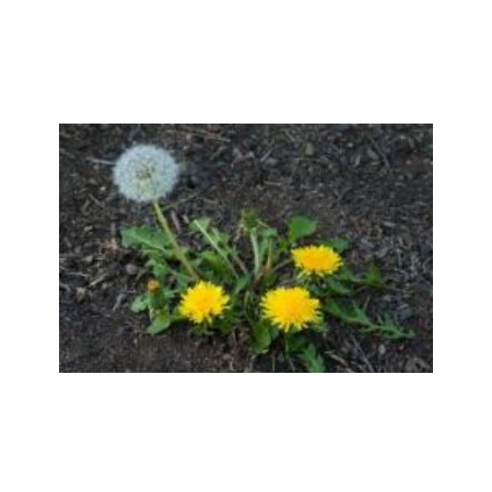Thumbnail Image 1