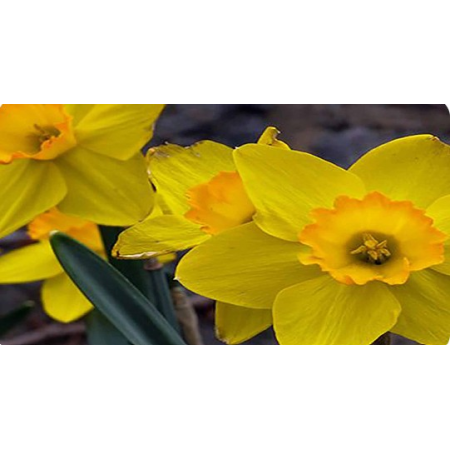 Thumbnail Image 1